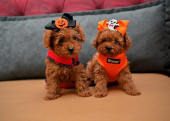 Korekan toy poodle yavrularımız